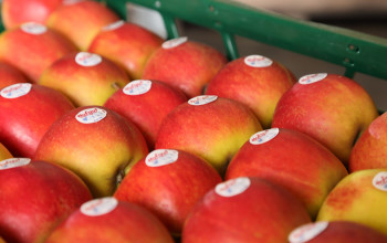 Frisches Obst von Hauschildts Obsthof